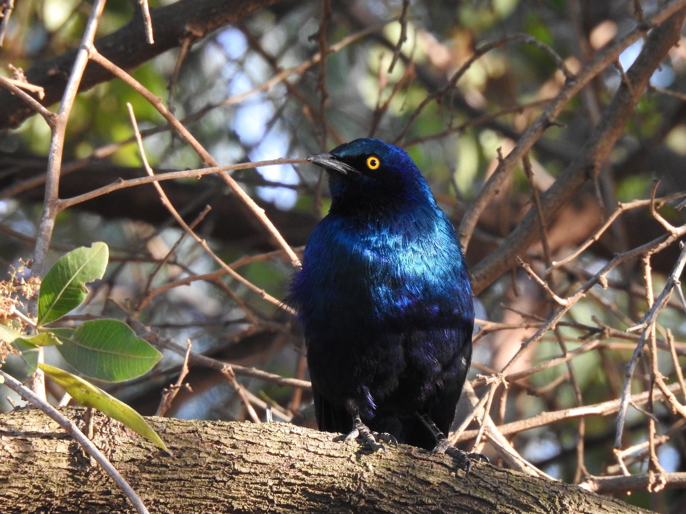 Iridescent blue bird perched among branches in Kenya