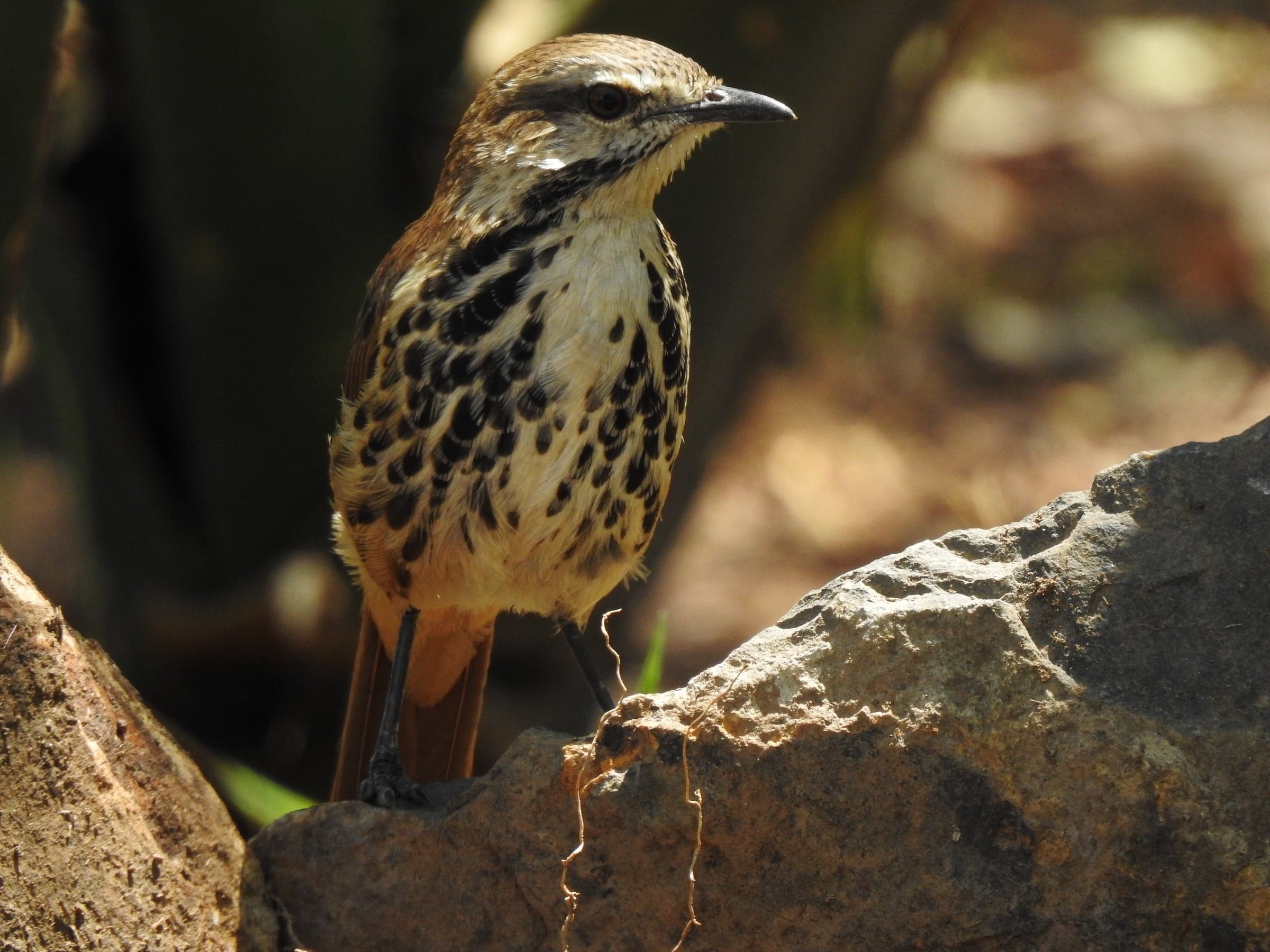 Speckled bird standing on a rock in warm field light