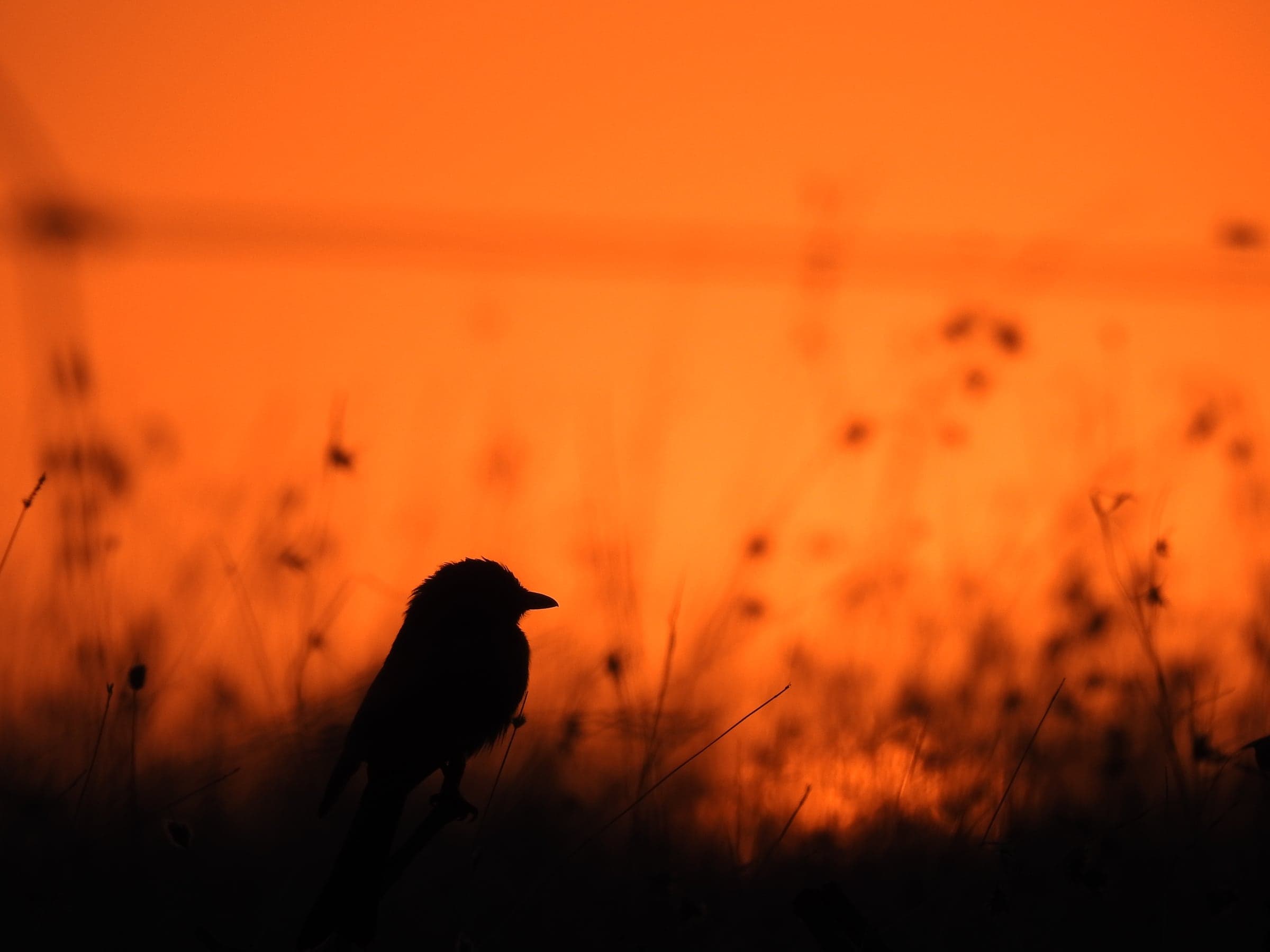 Bird silhouette in an orange evening landscape