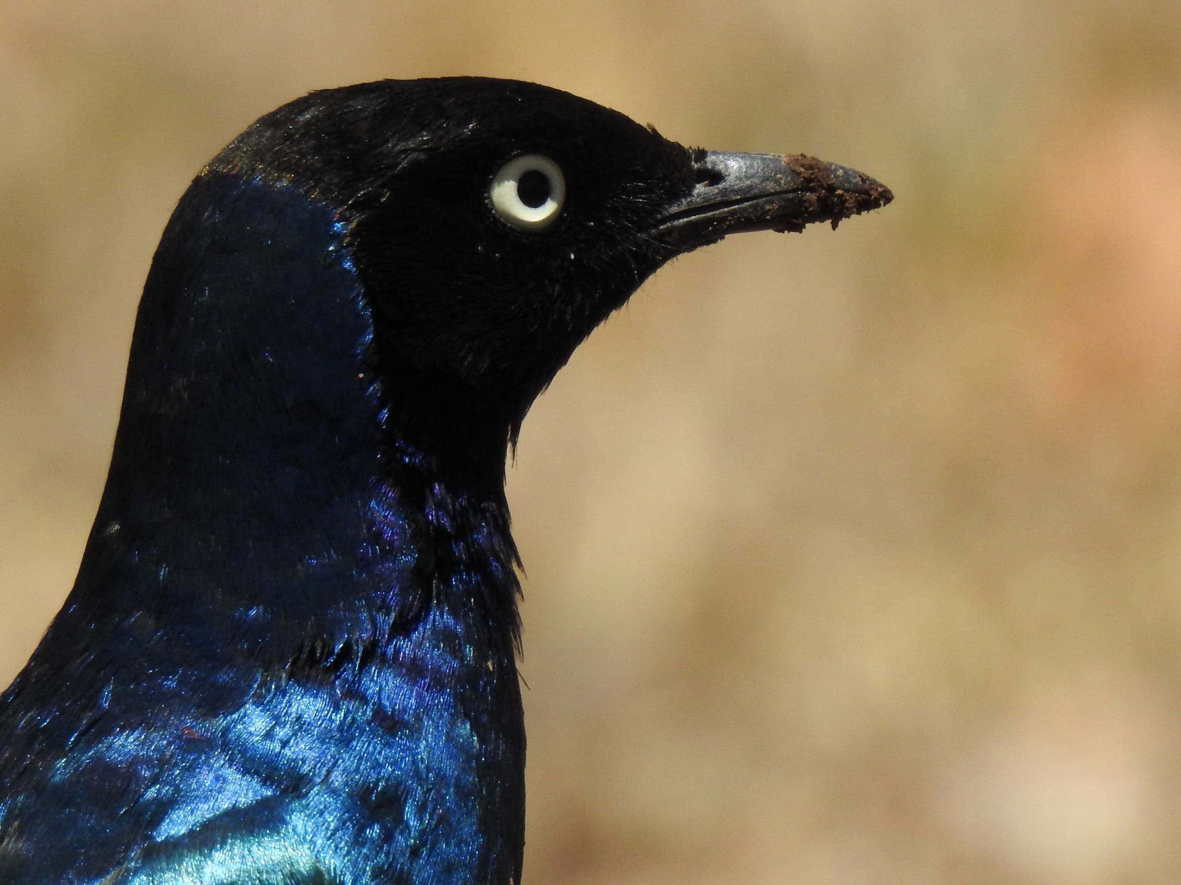Close wildlife portrait of a dark blue bird