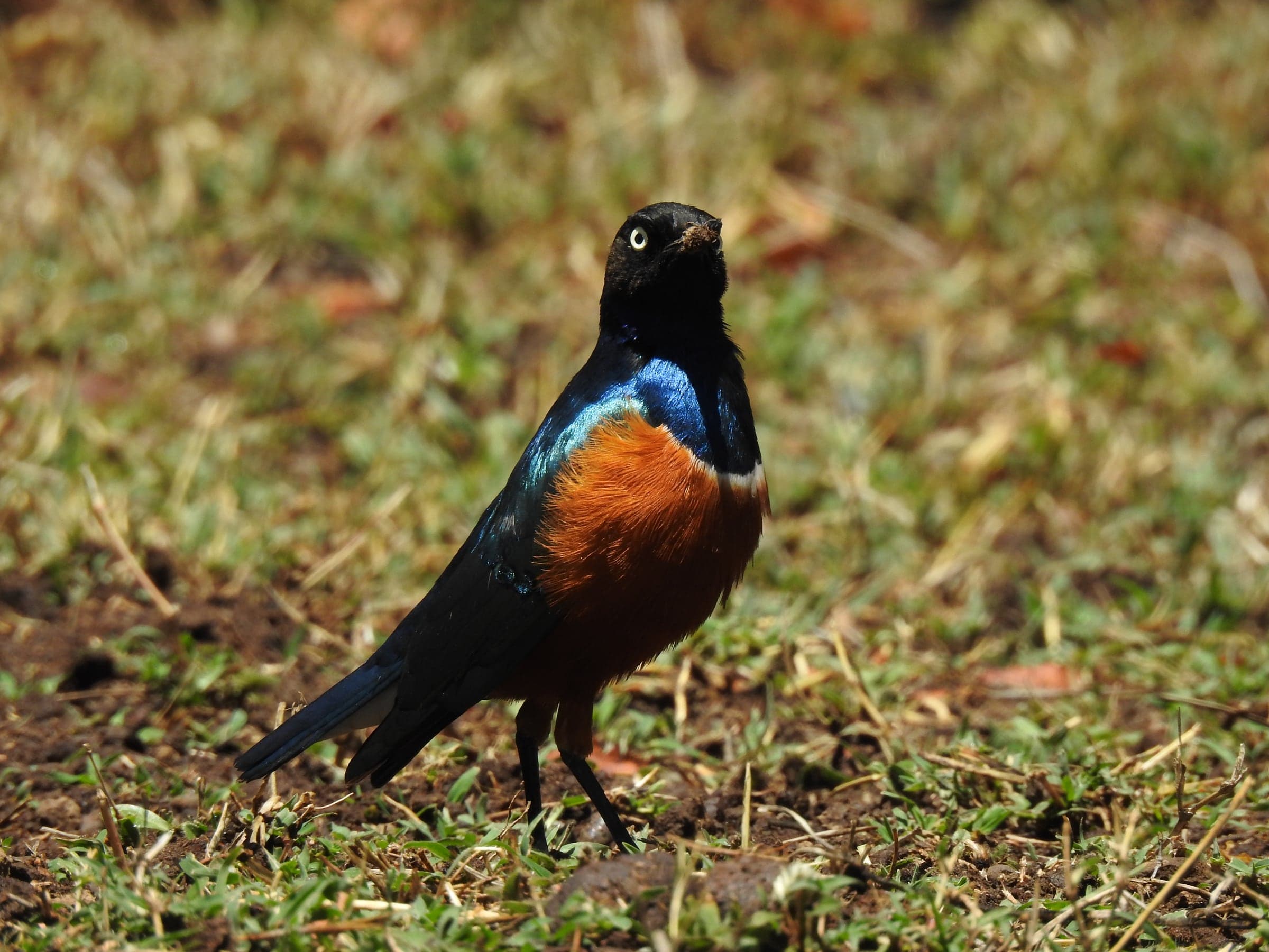 Colourful bird standing in dry grass