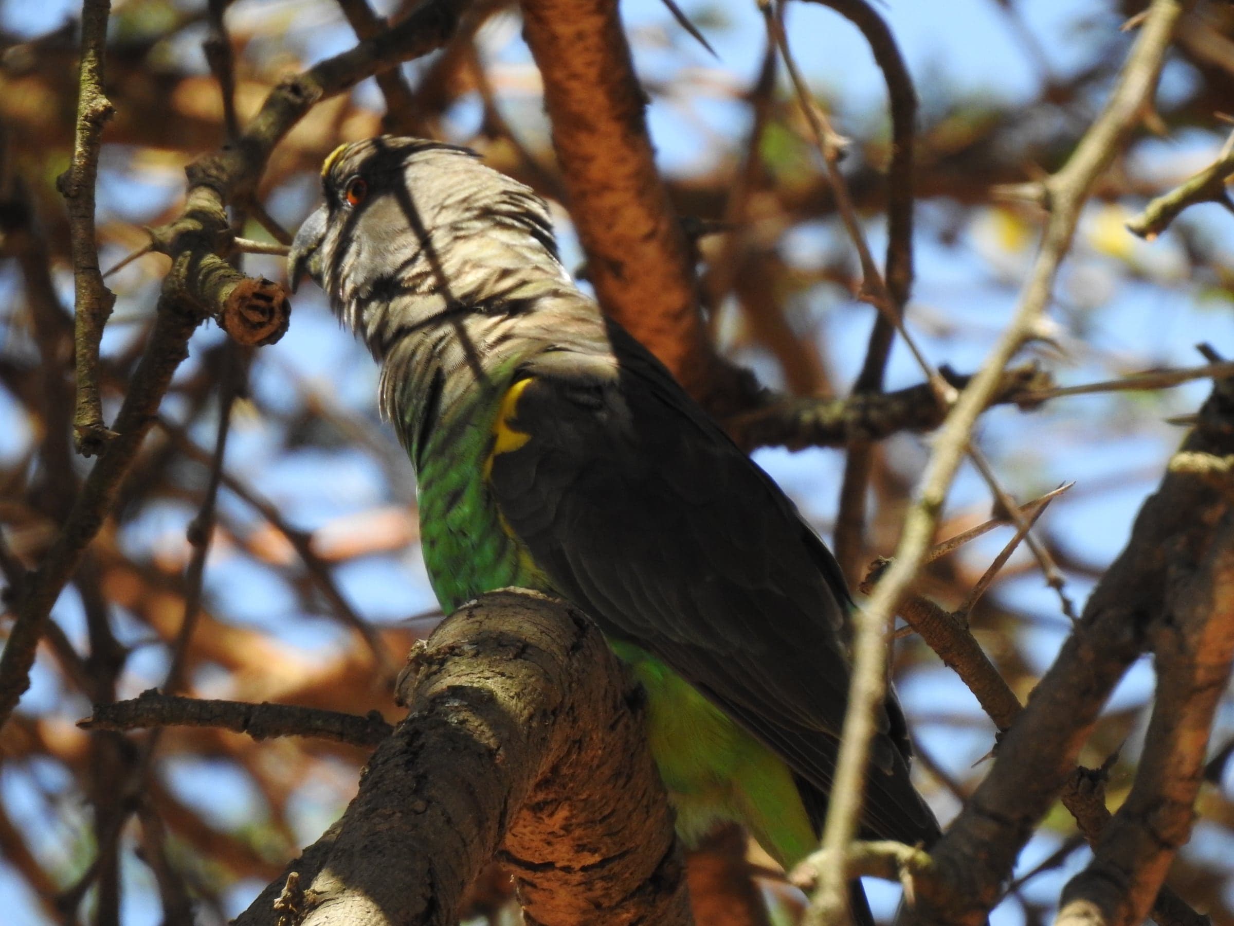 Two birds perched together in a tree