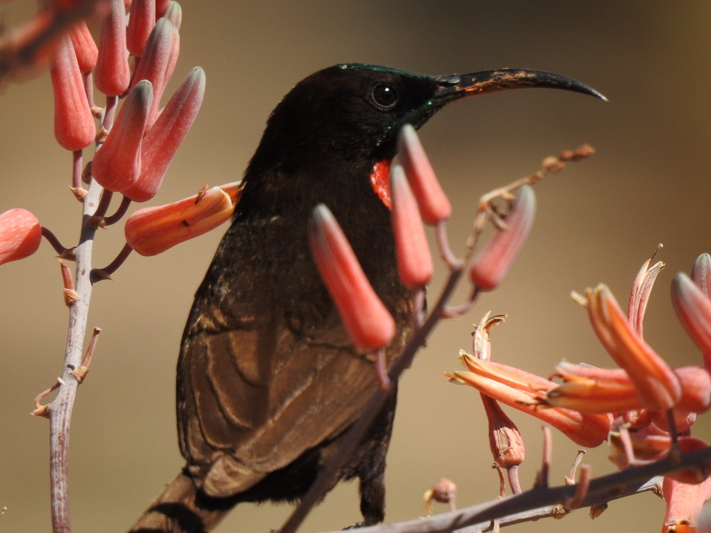 Dark bird resting on flowering branches