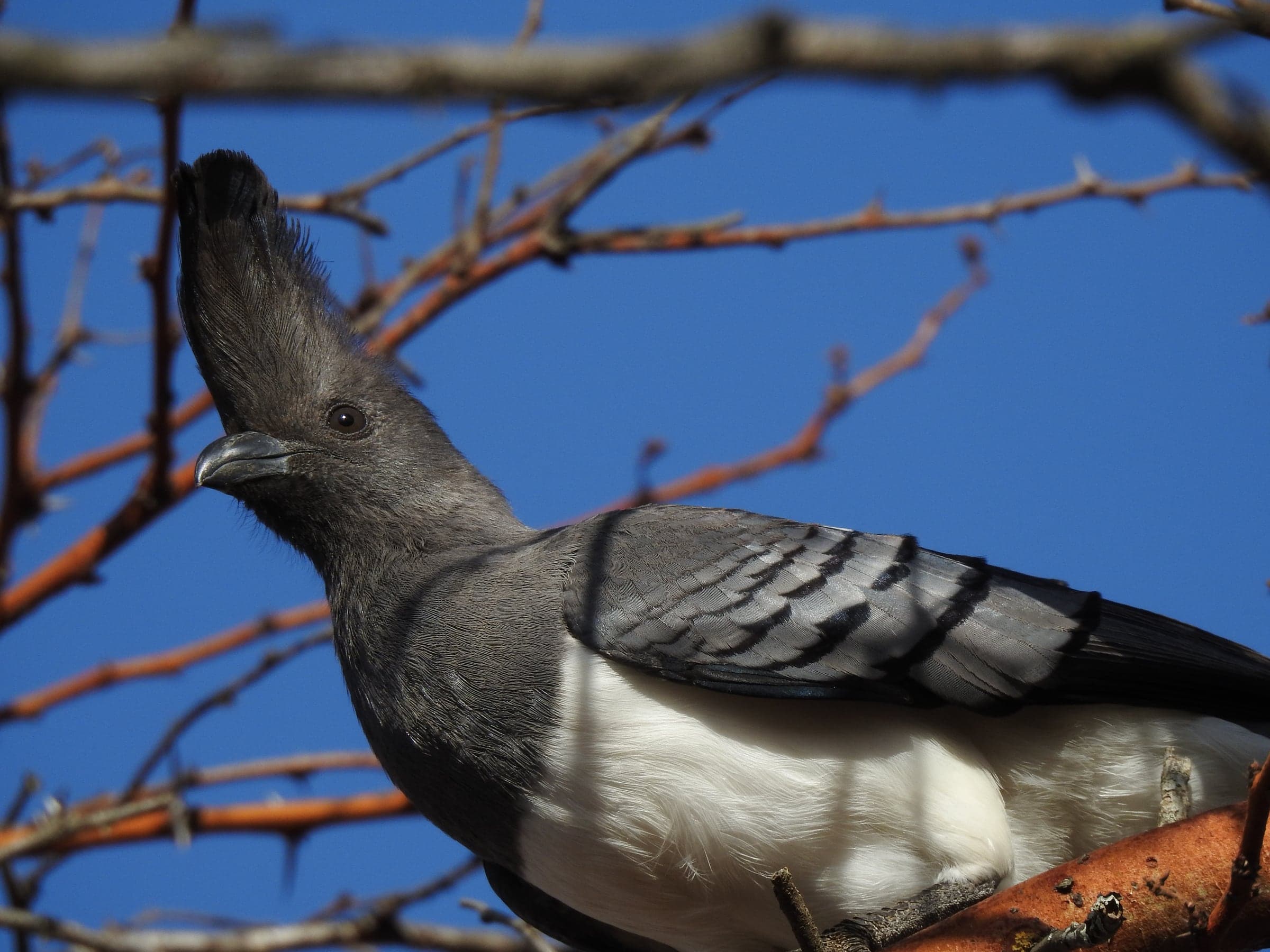 Grey crested bird against a blue sky