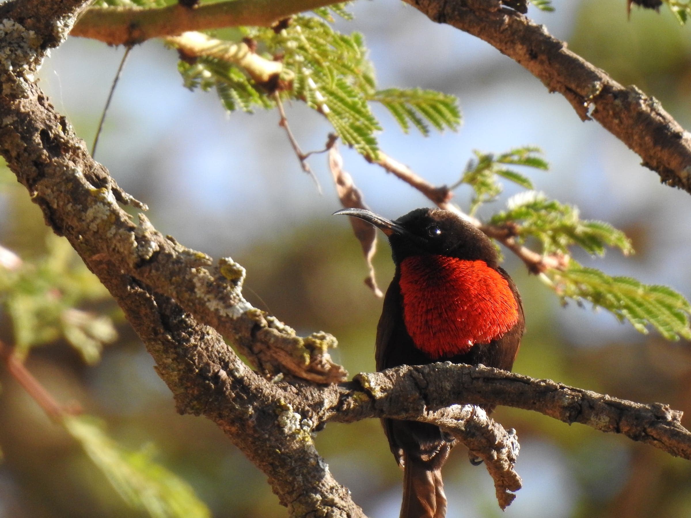 Red-breasted bird perched beneath a thorn tree
