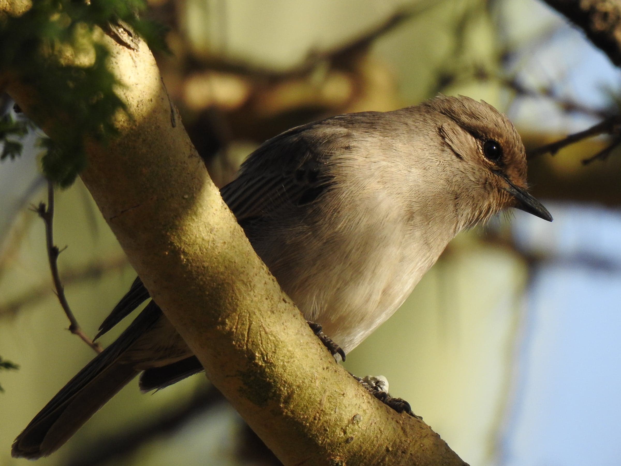 Small grey bird photographed in soft field light