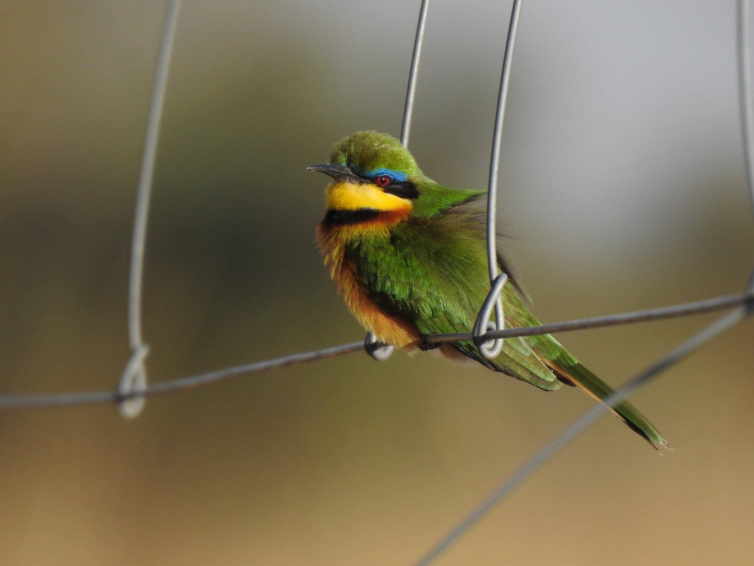 Colourful bird resting on a wire
