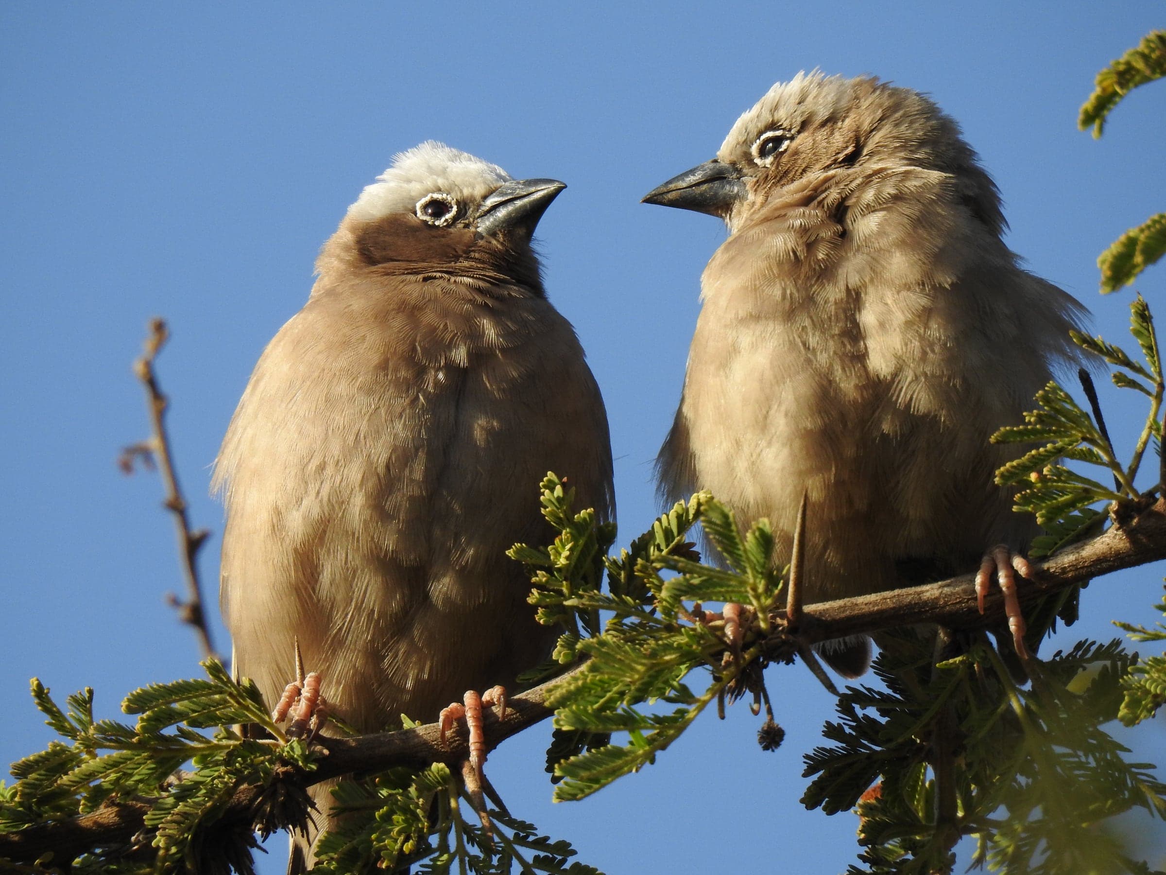 Two birds perched together against a clear sky