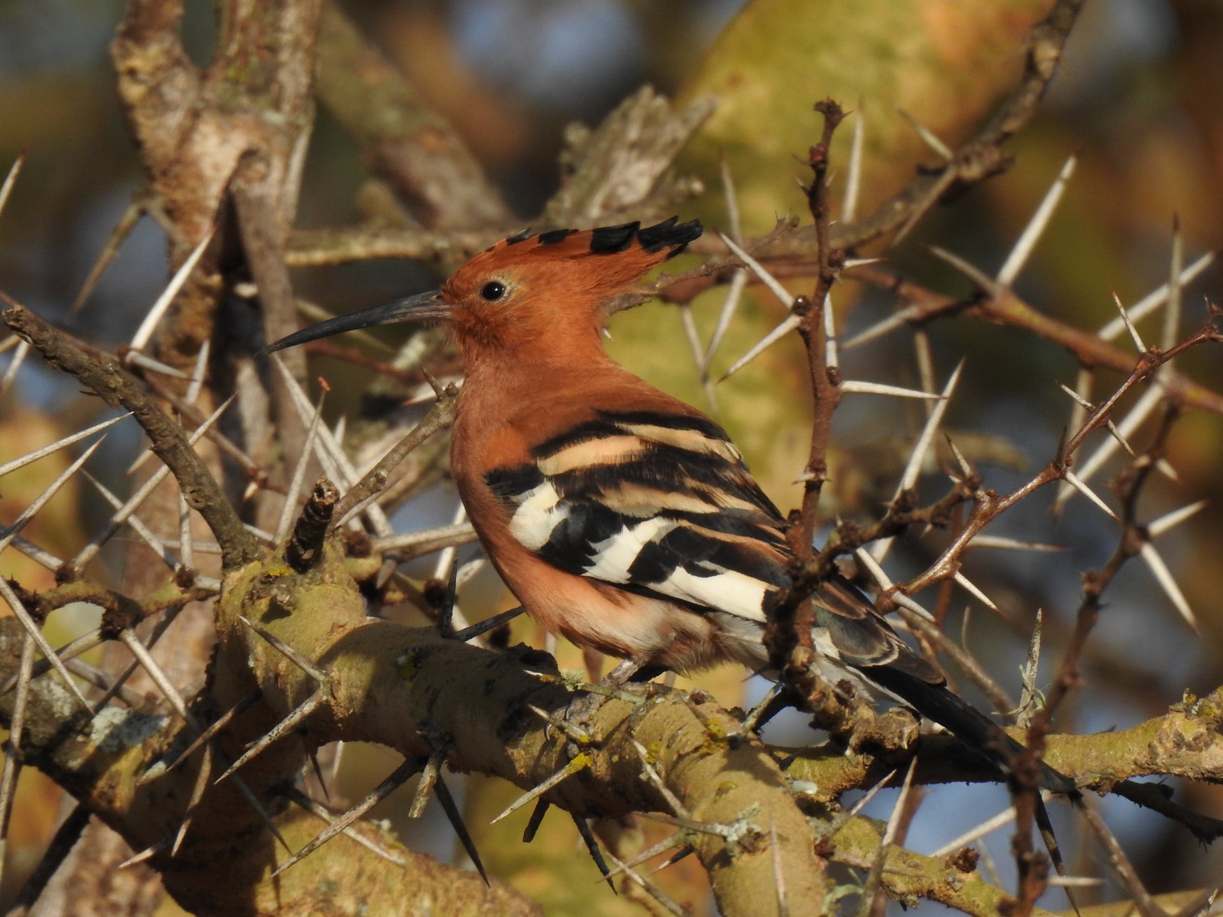 Warm-toned bird framed by thorny branches