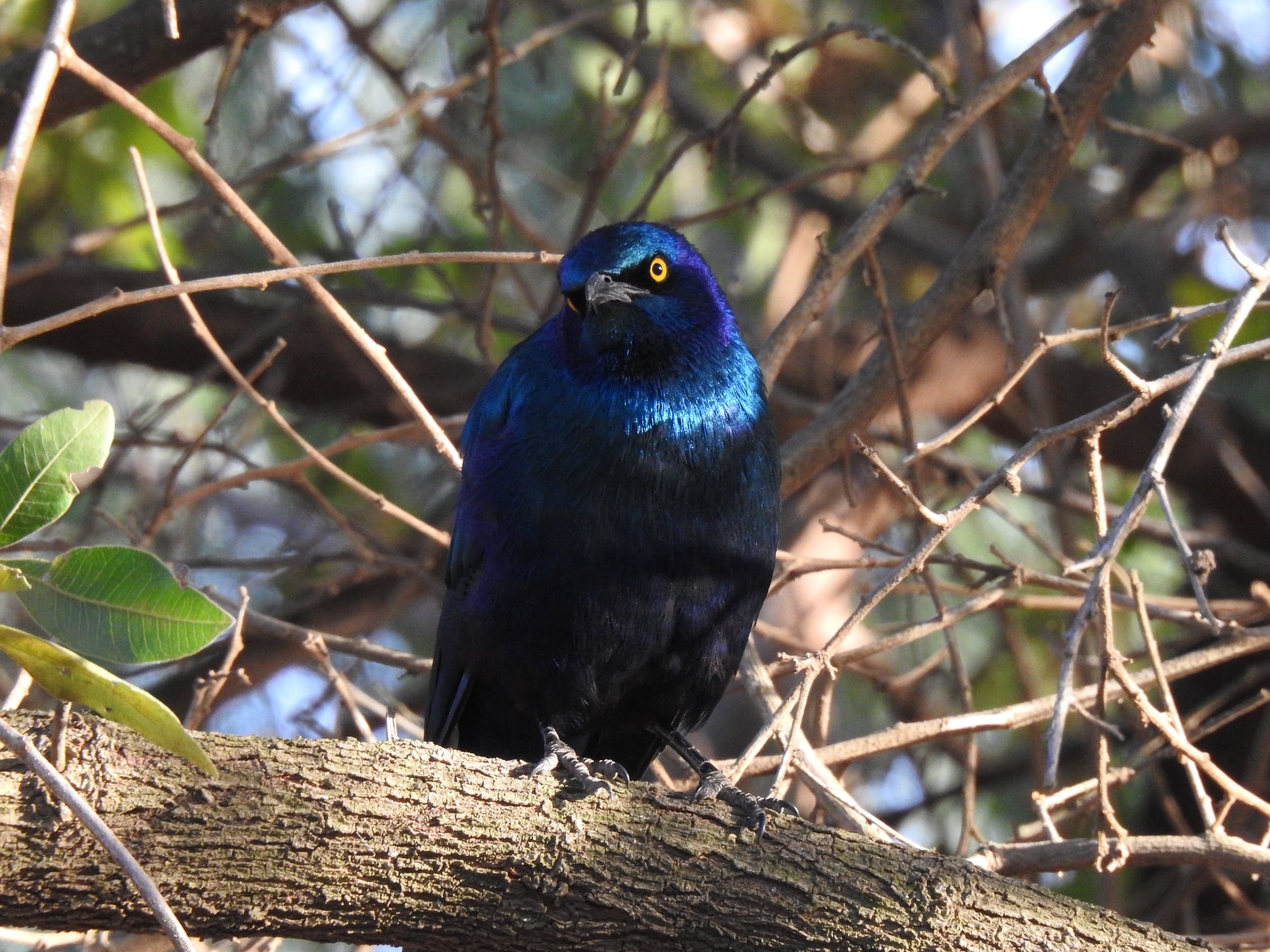 Iridescent blue bird in a natural branch setting