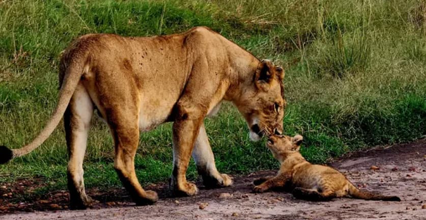 Lioness greeting her cub on a track in Kenya