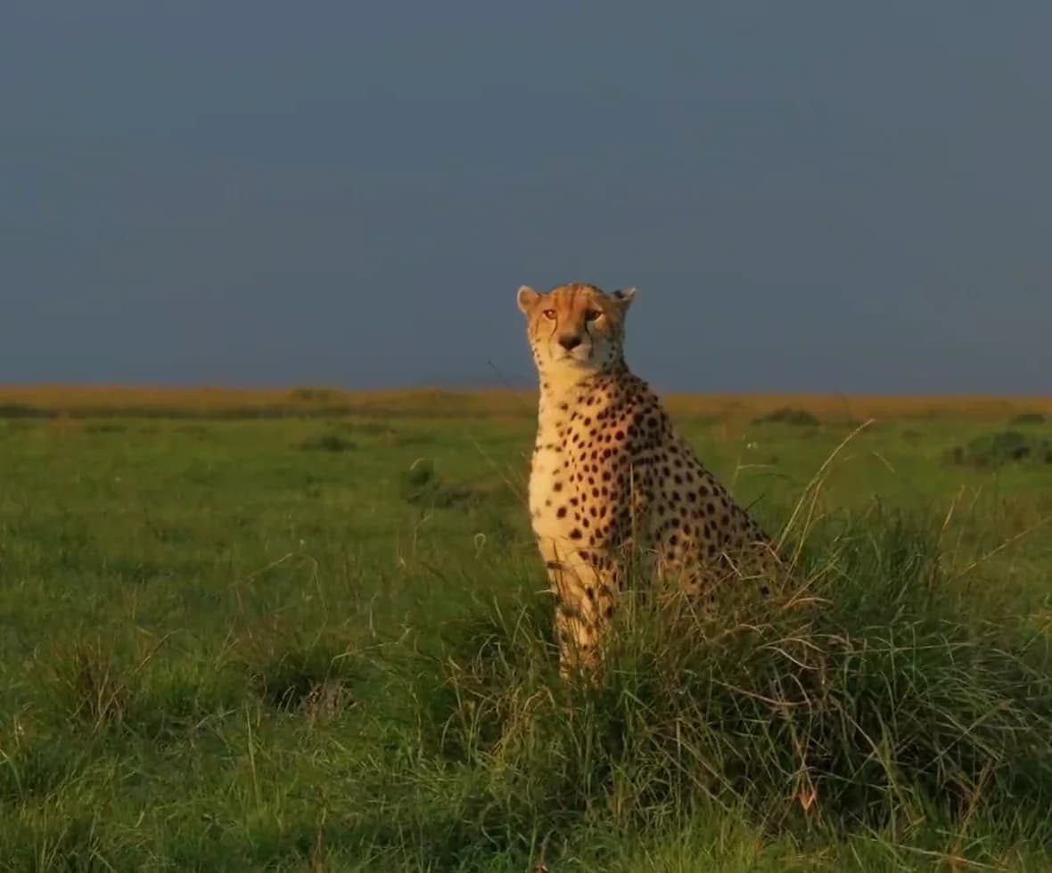 Cheetah sitting alert in open Kenyan grassland
