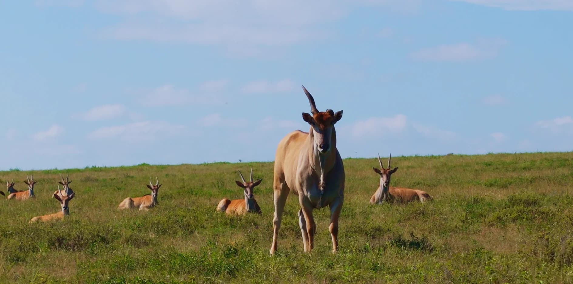 Eland standing before a resting herd beneath a blue sky