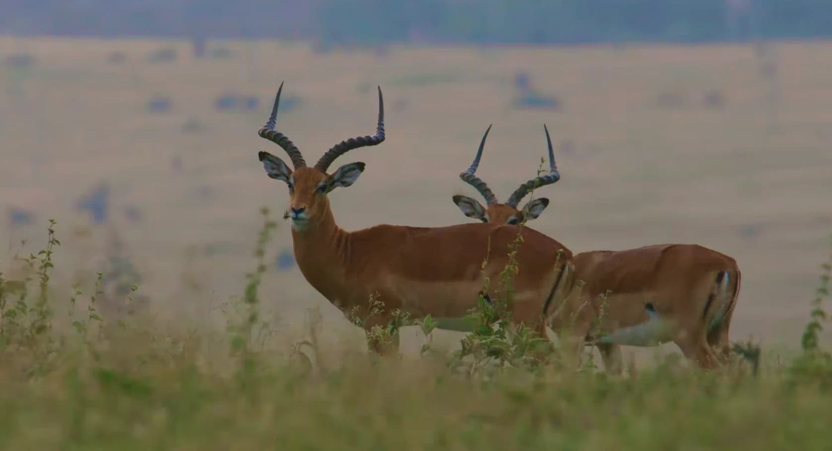 Two impala standing together in soft grassland light